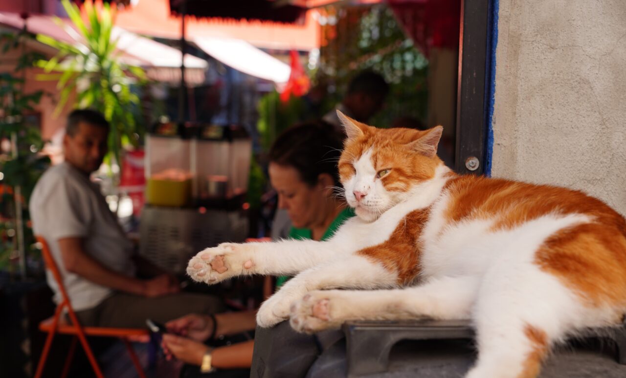 Bursa Fotoğraf ve Sinema Amatörleri Derneği (BUFSAD) tarafından hayata geçirilen
