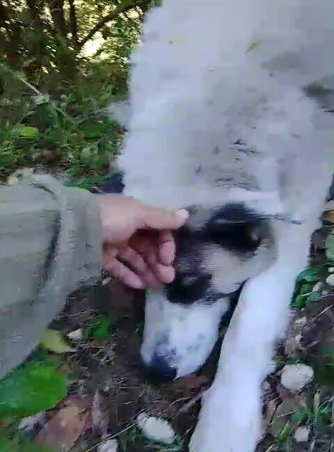 Kaplıkaya Mahallesi’ndeki ormanlık alanda devriye gezen Yıldırım Belediyesi Arama Kurtarma