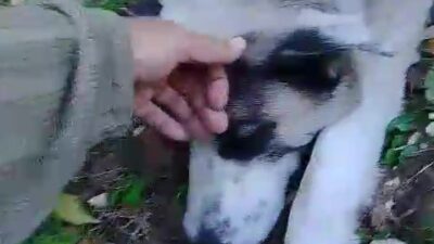 Kaplıkaya Mahallesi’ndeki ormanlık alanda devriye gezen Yıldırım Belediyesi Arama Kurtarma