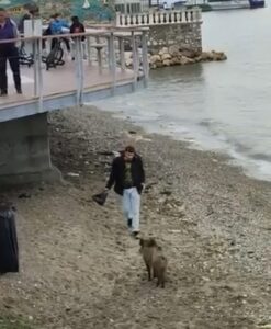 Bursa’nın Mudanya ilçesinde yiyecek arayışıyla sahile inen yaban domuzu, vatandaşlarla