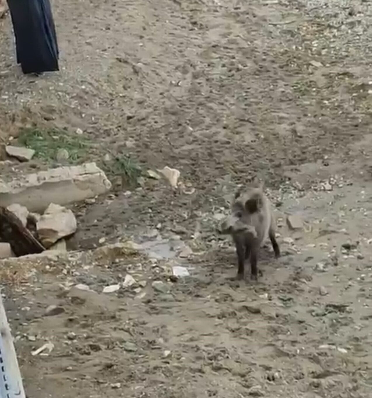 Mudanya sahilinde yaban domuzu paniği 1 Bülten Medya -