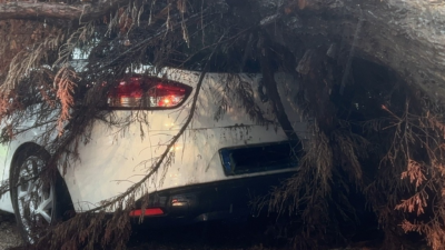 Bursa’nın Mudanya ilçesinde sağanak yağışın ardından devrilen ağaç, park halindeki