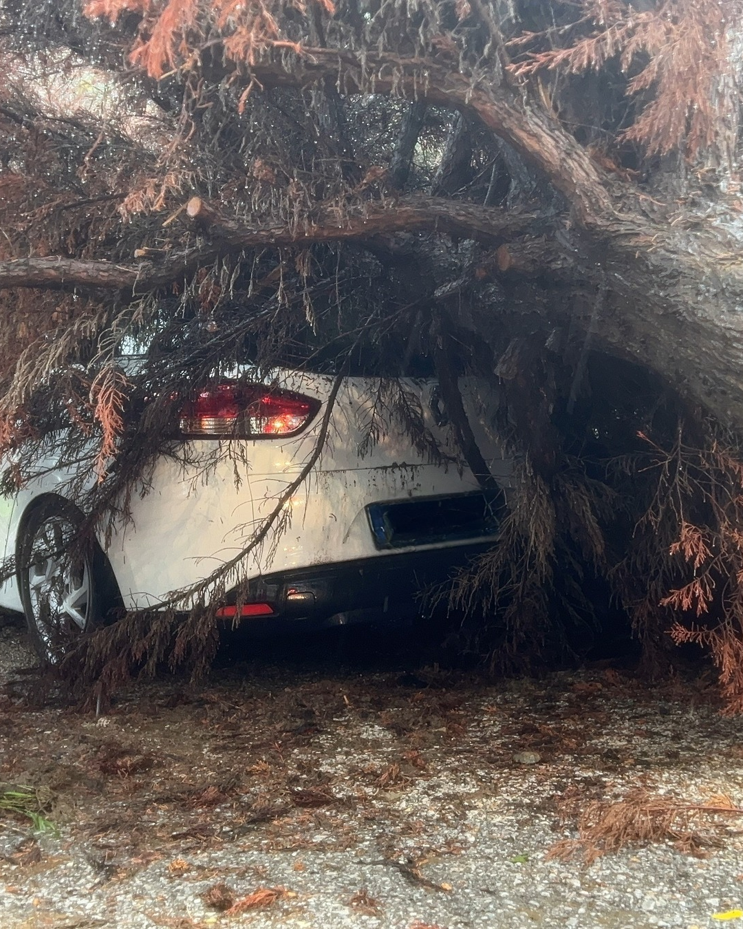 Bursa’nın Mudanya ilçesinde sağanak yağışın ardından devrilen ağaç, park halindeki