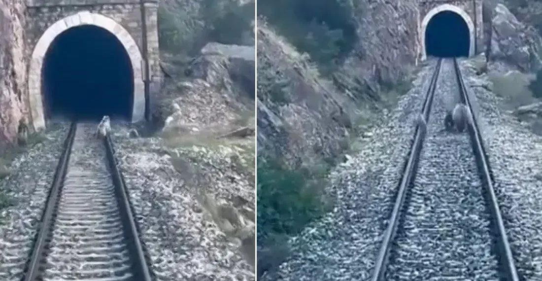 Sivas’ın Divriği ilçesinde raylara çıkan anne ayı ve iki yavrusu,