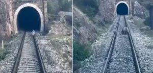 Sivas’ın Divriği ilçesinde raylara çıkan anne ayı ve iki yavrusu,