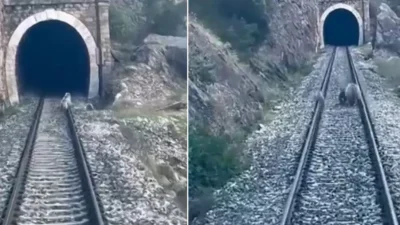 Sivas’ın Divriği ilçesinde raylara çıkan anne ayı ve iki yavrusu,